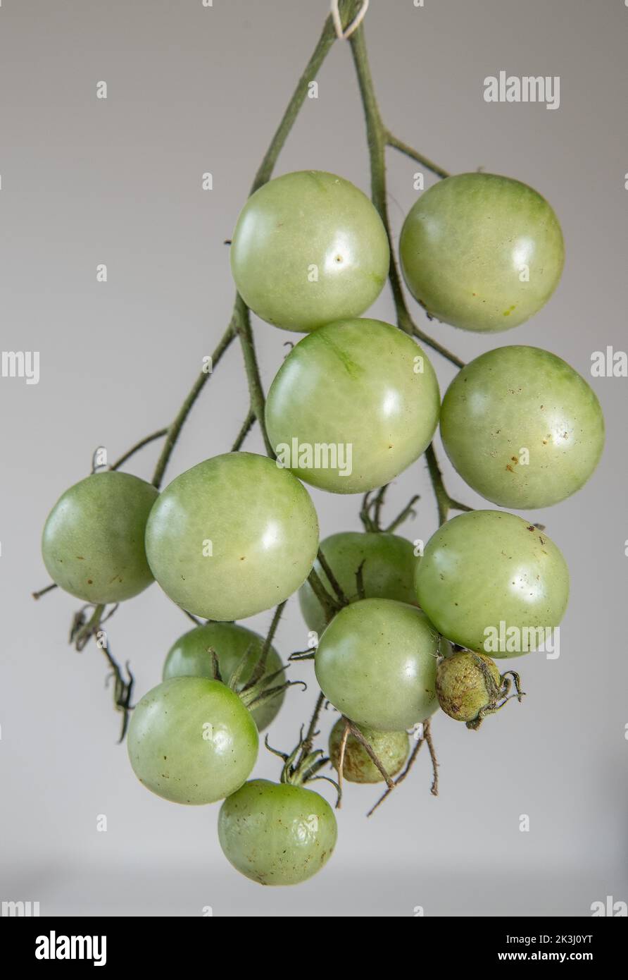 Green tomatoes on the vine hi-res stock photography and images - Alamy