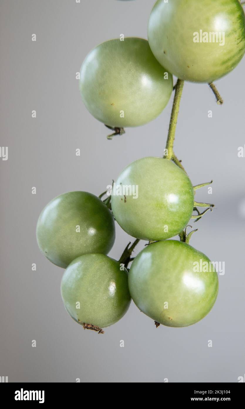 green tomatoes on the vine Stock Photo