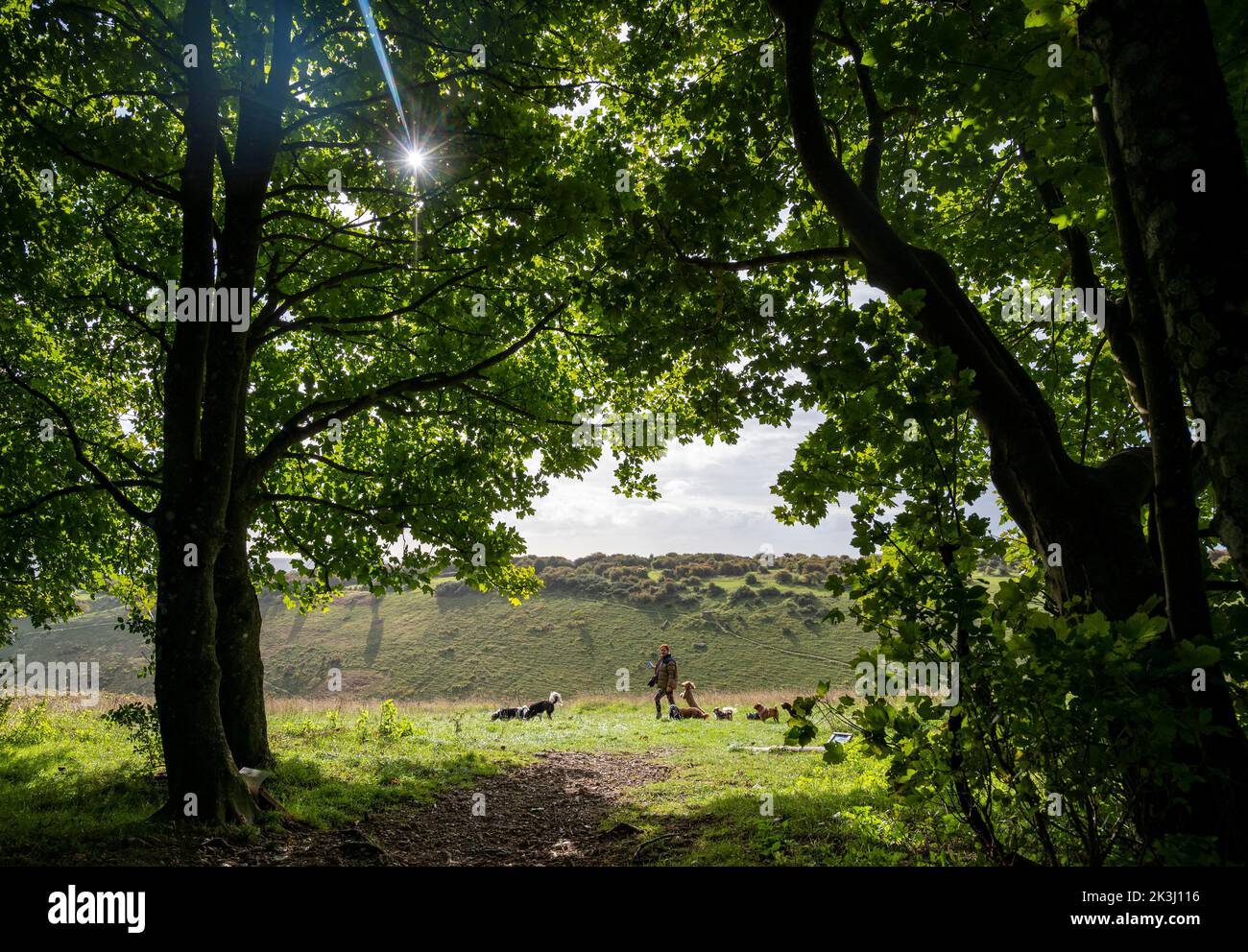 Brighton UK 27th September 2022 - A dog walker enjoys a sunny but chilly Autumn morning along the South Downs Way at Devils Dyke just north of Brighton  . : Credit Simon Dack / Alamy Live News Stock Photo