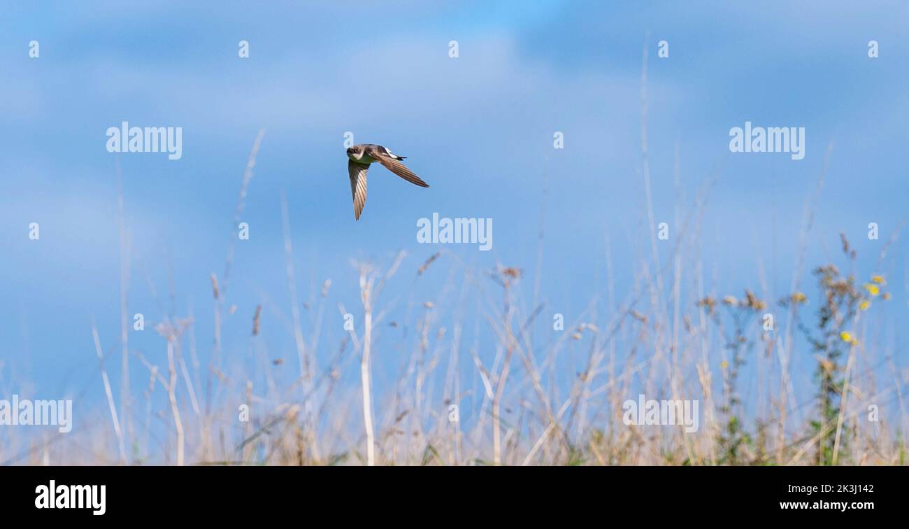 Brighton UK 27th September 2022 - A House Martin heading south for the winter enjoys a sunny but chilly Autumn morning along the South Downs Way at Devils Dyke just north of Brighton  . : Credit Simon Dack / Alamy Live News Stock Photo