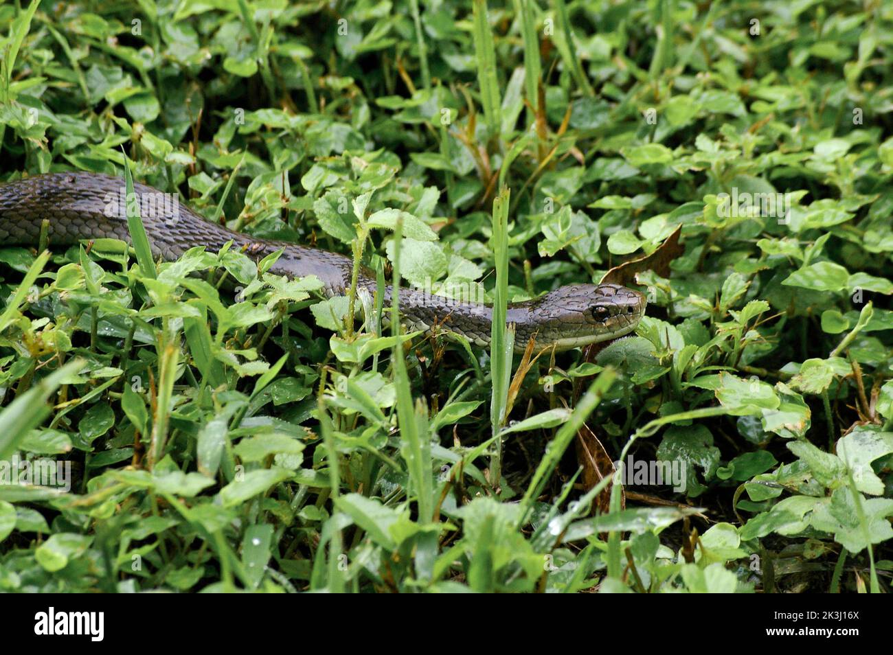 Highly venemous Australian Rough-scaled snake, Tropidechis carinatus, slithering across green ground-cover. Queensland, Australia. Stock Photo