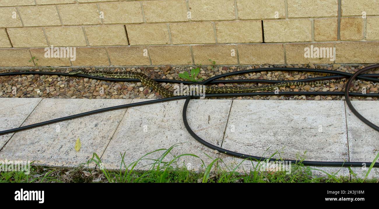 Australian carpet python (Morelia spilota) hiding amongst hose-pipes next to a wall in a Queensland garden. A common non-venemous snake. Stock Photo