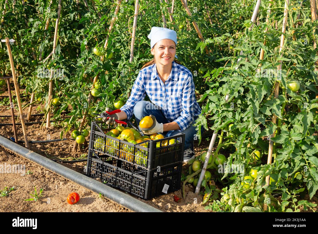 Female farmer harvesting underripe tomatoes in garden Stock Photo - Alamy