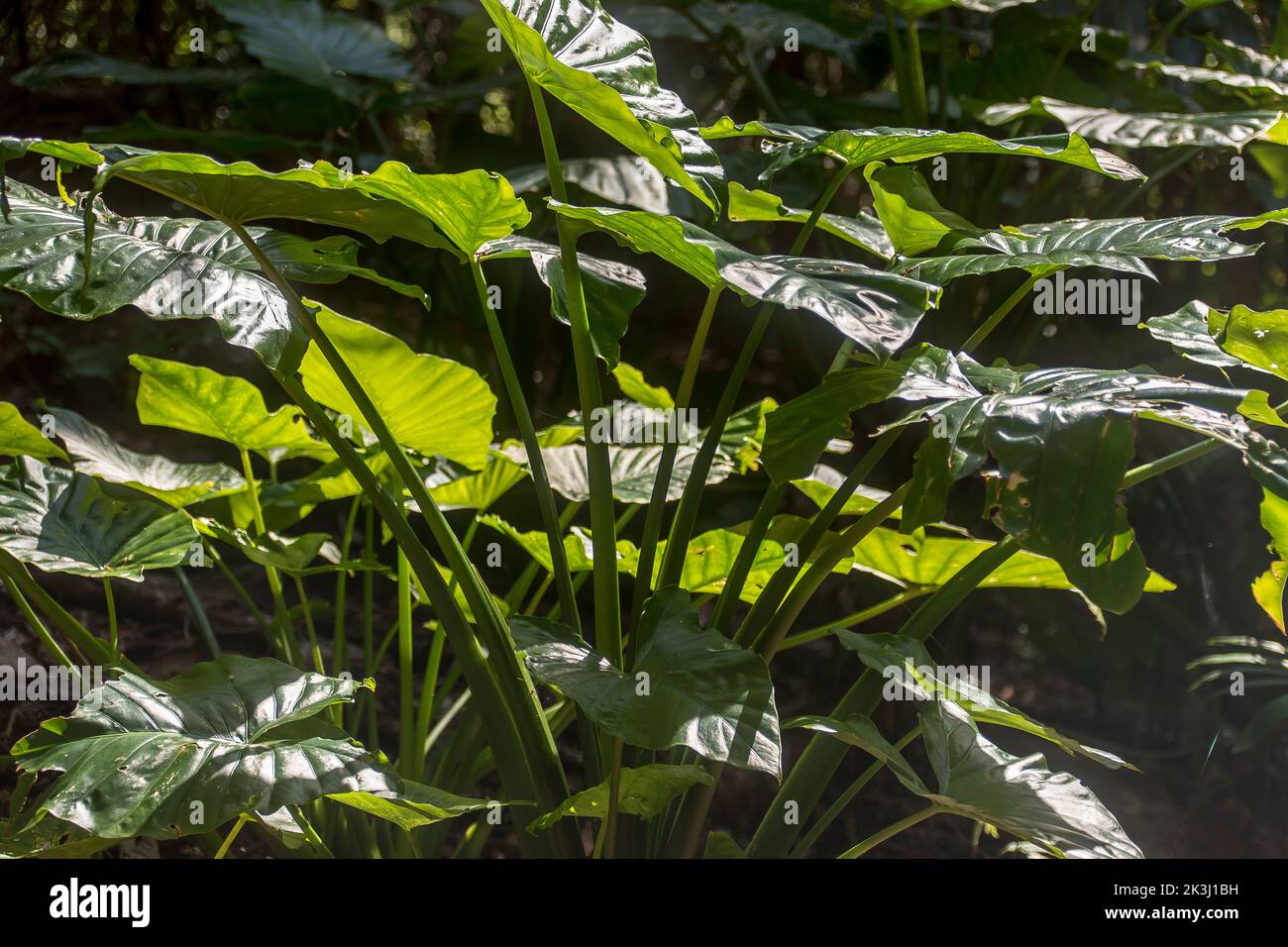 Large clump of green alocasia brisbanensis, cunjevoi, native lily