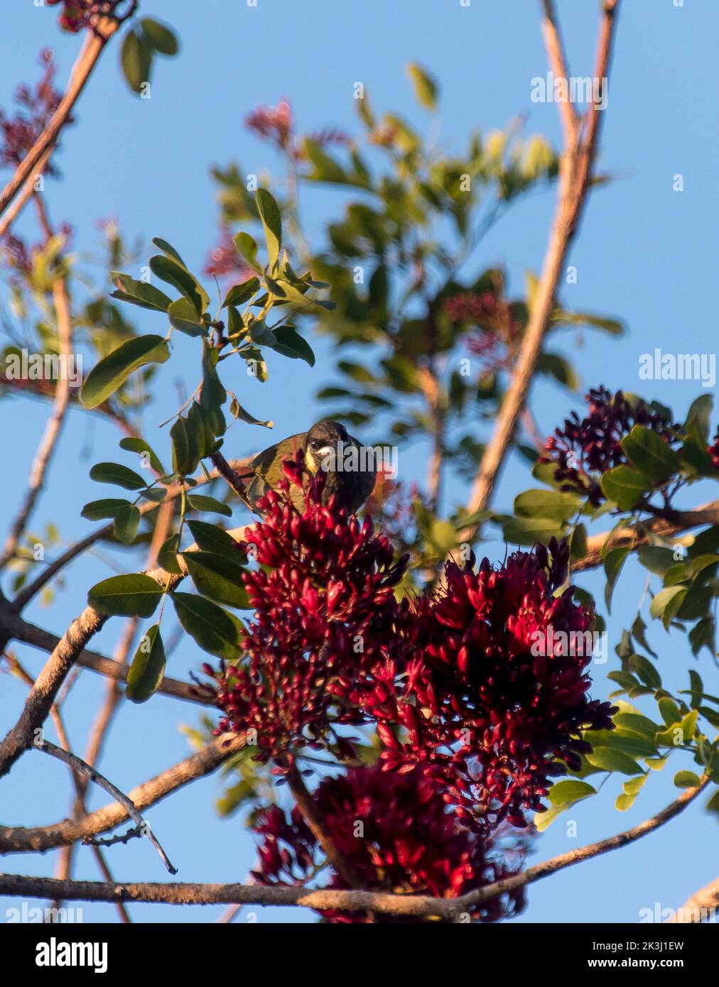 Australian Lewins honeyeater, meliphaga lewinii, feeding on nectar of red flowers of Drunken Parrot tree (schotia brachypetala), garden in Queensland. Stock Photo