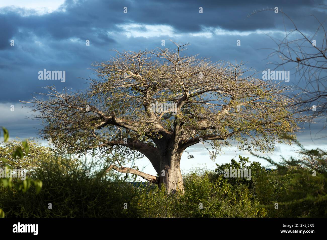 An ancient Baobab dwarfs the surrounding vegetation. Often these massive trees are significant landmarks in the surrounding arid bush. Stock Photo