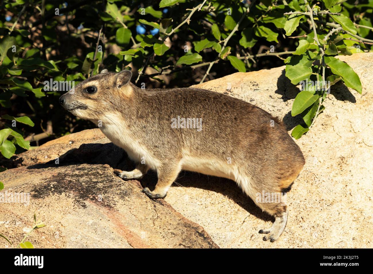 The Bush Hyrax is notorious for its poor heat regulating and will spend a lot of time sunbathing to warm up, especially after cold winter nights. Stock Photo