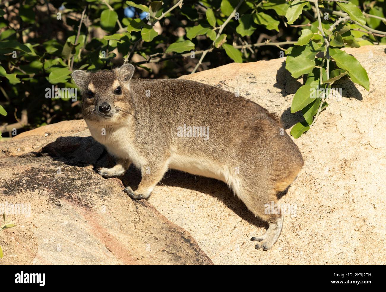 The Bush Hyrax is notorious for its poor heat regulating and will spend a lot of time sunbathing to warm up, especially after cold winter nights. Stock Photo