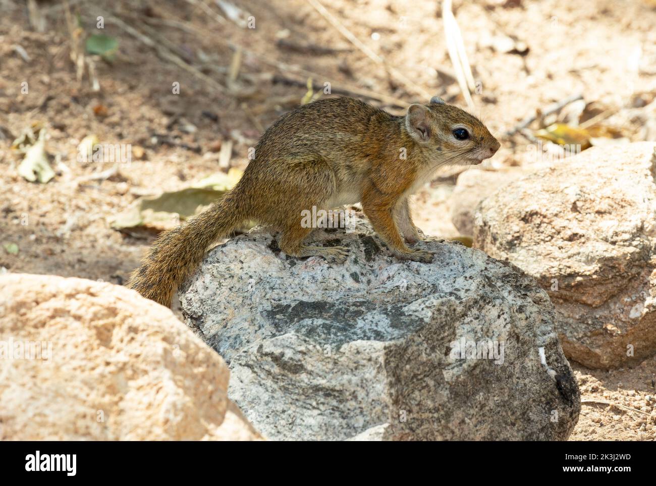 In Ruaha the dominant bush squirrel sees a transition from the coastal Striped Bush Squirrel to the Smith's Bush Squirrel of the interior. Stock Photo