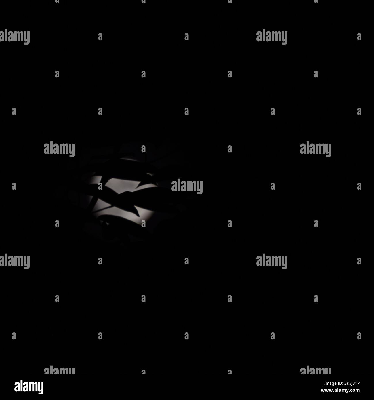 Moon Timelapse, Stock time lapse Full moon rise in dark nature sky