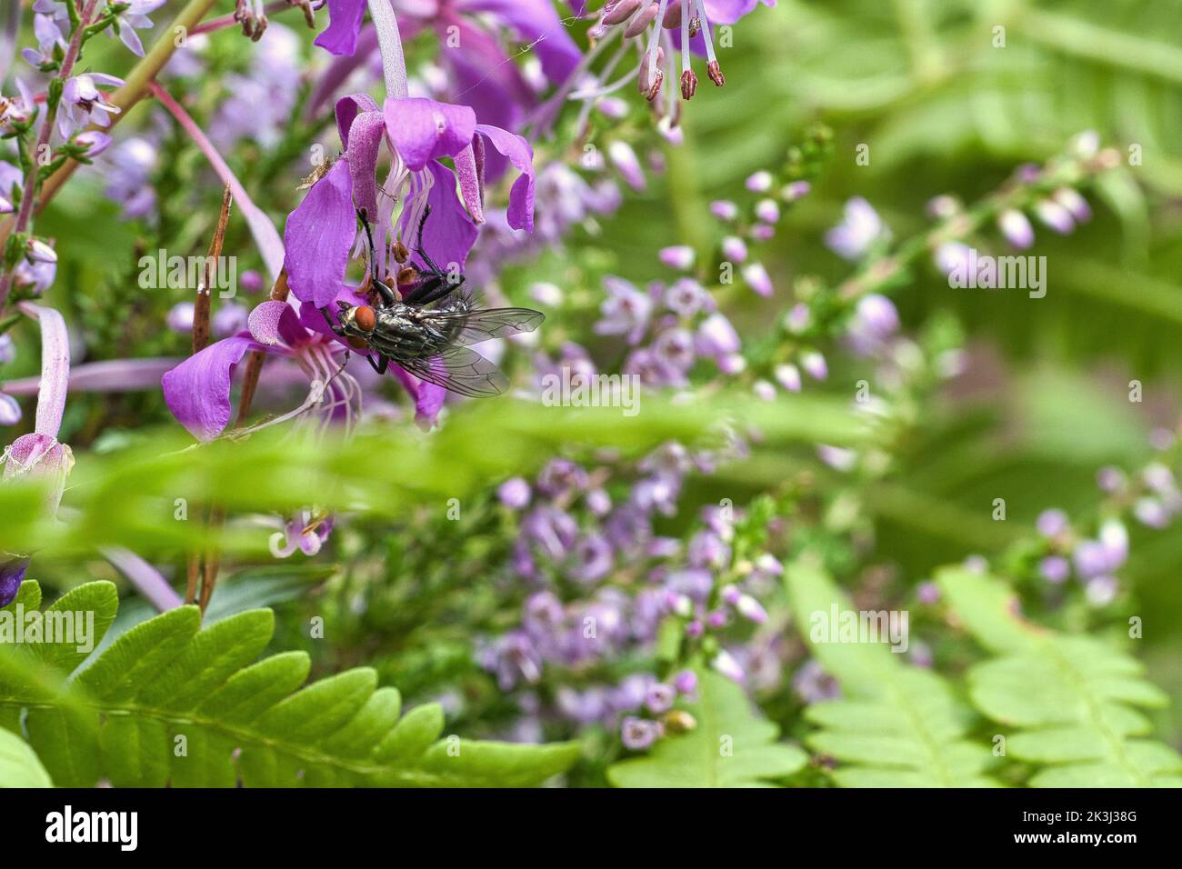 Flesh fly in bouquet of flowers taken while feeding. Pink flowers and ...