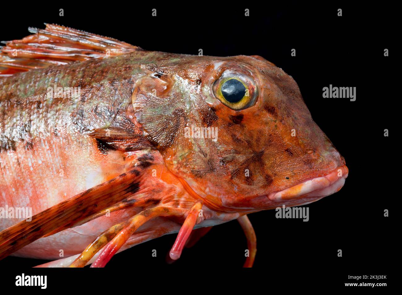 Streaked gurnard uk hi-res stock photography and images - Alamy