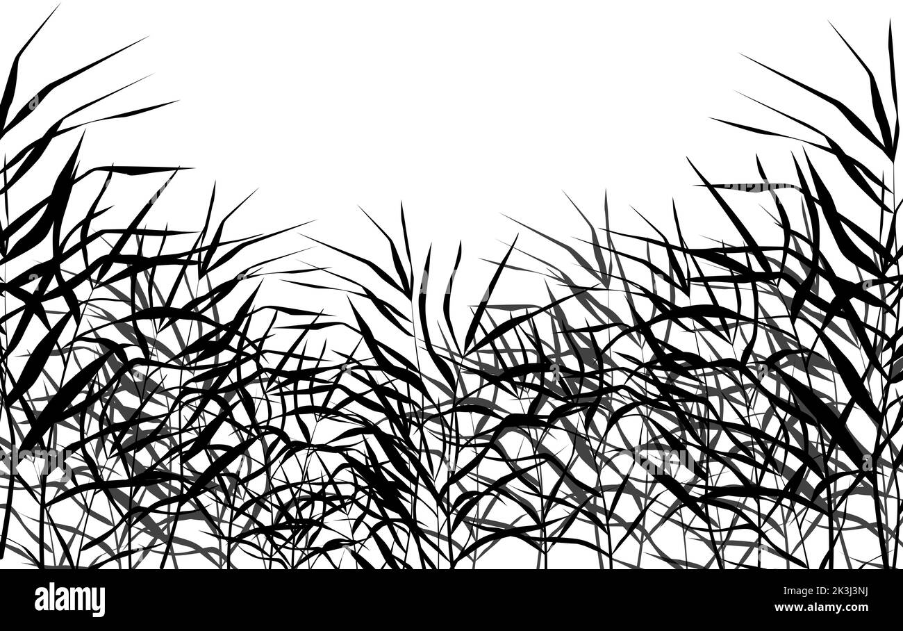 Isolated vector drawing.Image of a monochrome reed or bulrush on a ...