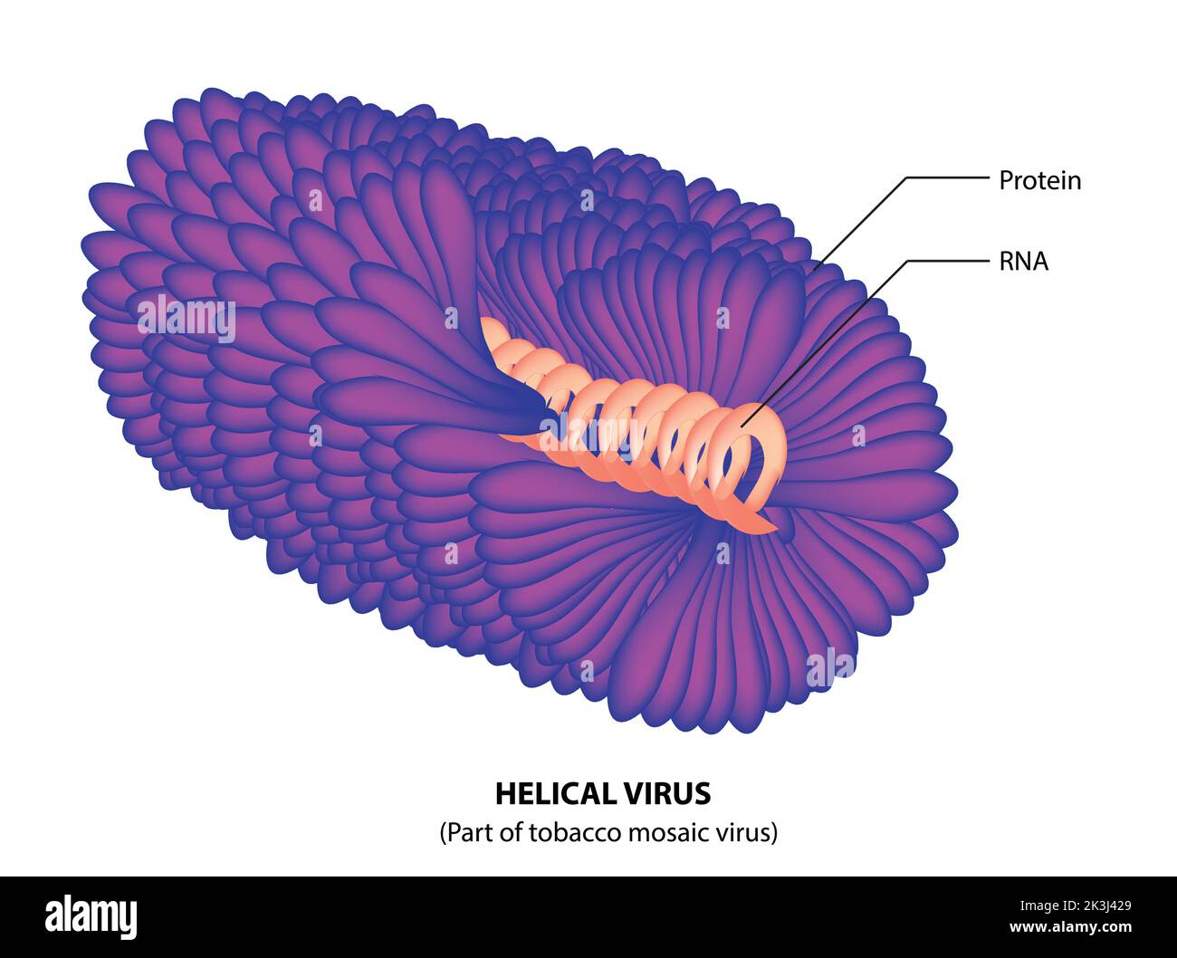 Plant Virus | Helical virus | RNA Virus Stock Vector