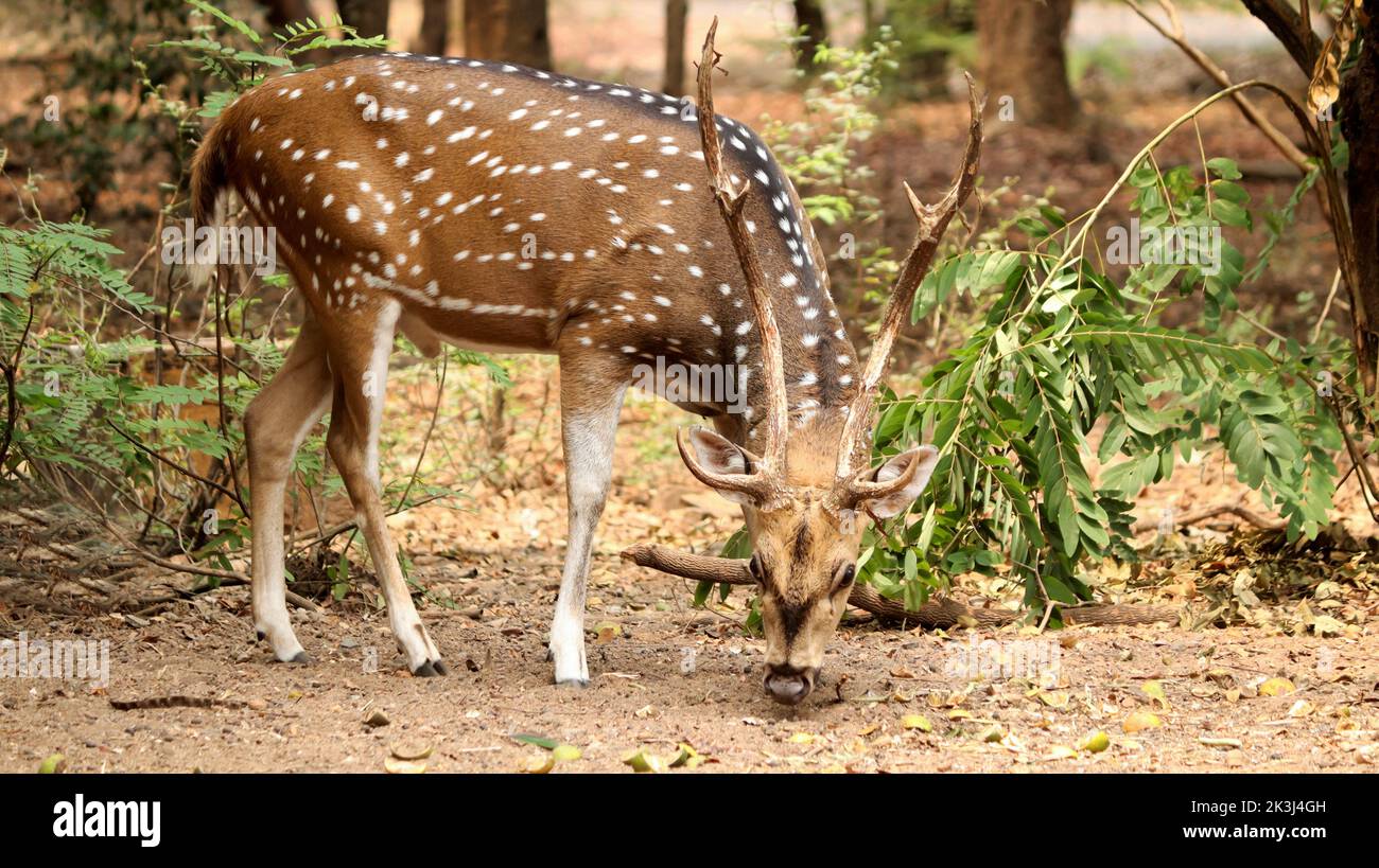 A spotted deer walking in nature Stock Photo