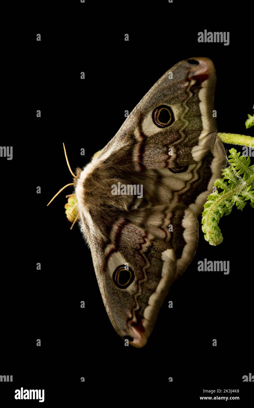 A female Emperor moth, Saturnia pavonia, photographed in a studio resting on a bracken frond before release. Black background. Dorset England UK GB Stock Photo