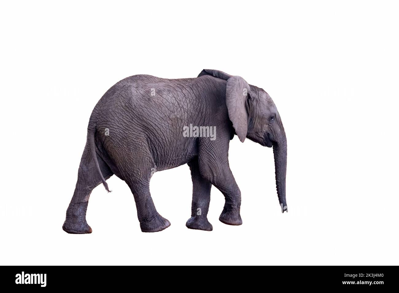 Baby elephant side on Cut Out Stock Images & Pictures Alamy