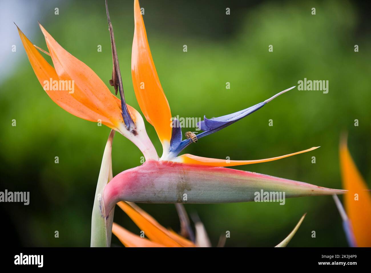 Strelitzia reginae and Bee, Bird of Paradise, Crane flower, Uccello del ...