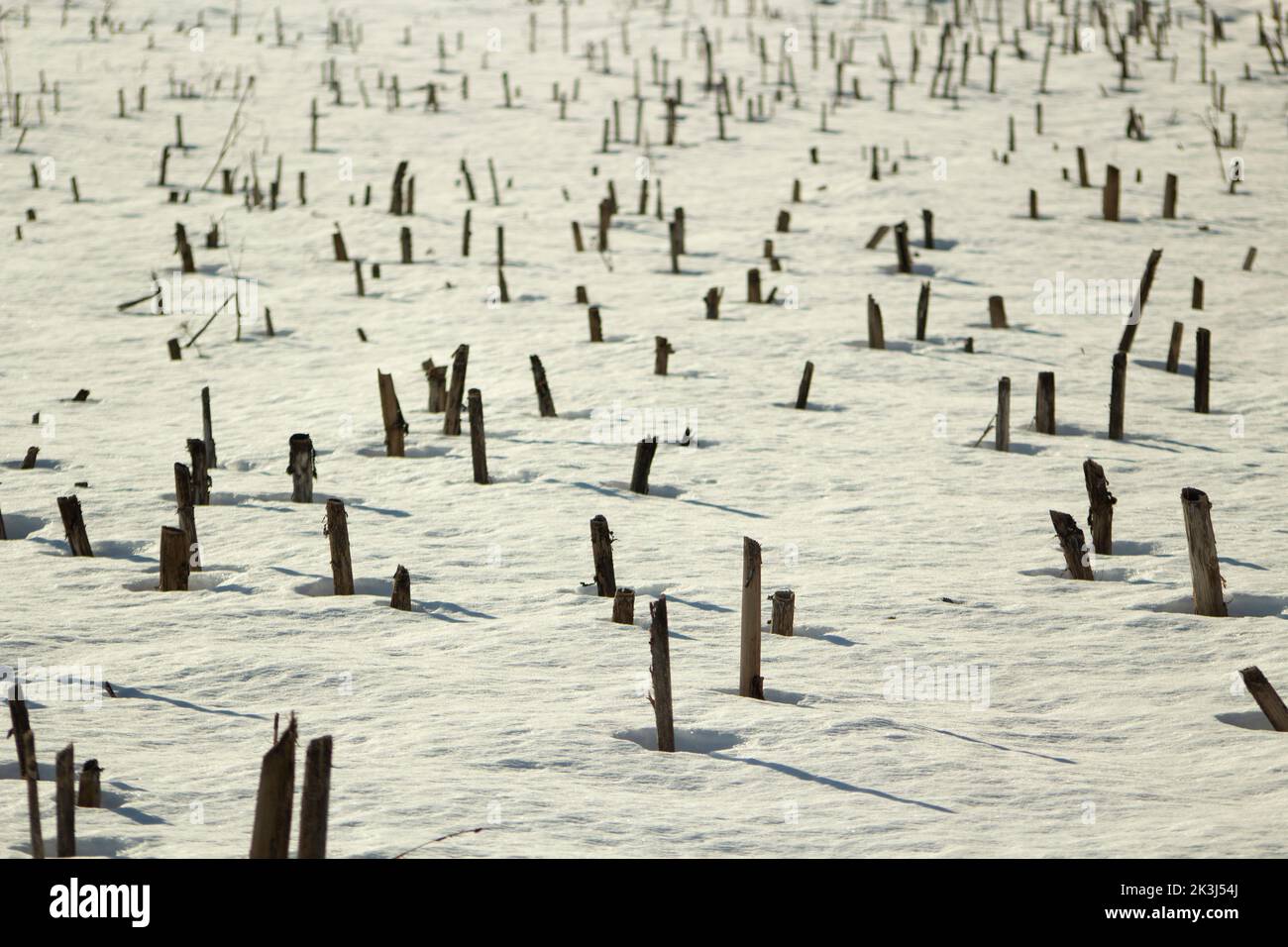 Chopped plants stick out of snow. View of field in winter. Snow and sticks. Stock Photo