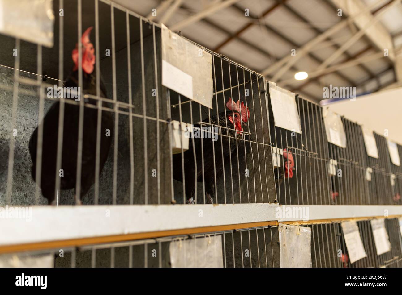 A shallow depth of field selective focus photo of a rooster looking out of its cage at a poultry show Stock Photo