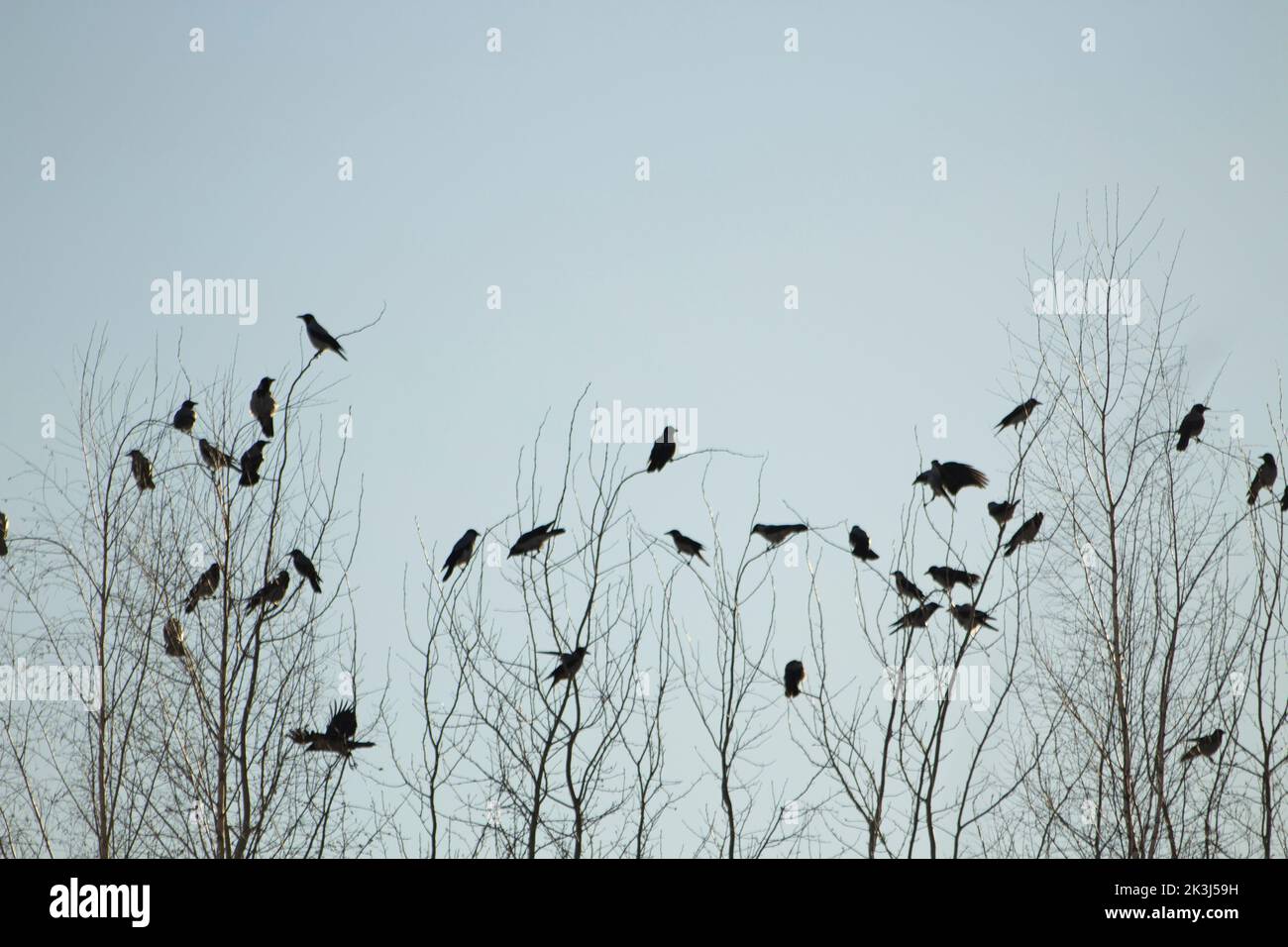 Crows on tree. Lots of birds on branches of tree. Black crows against sky. Stock Photo