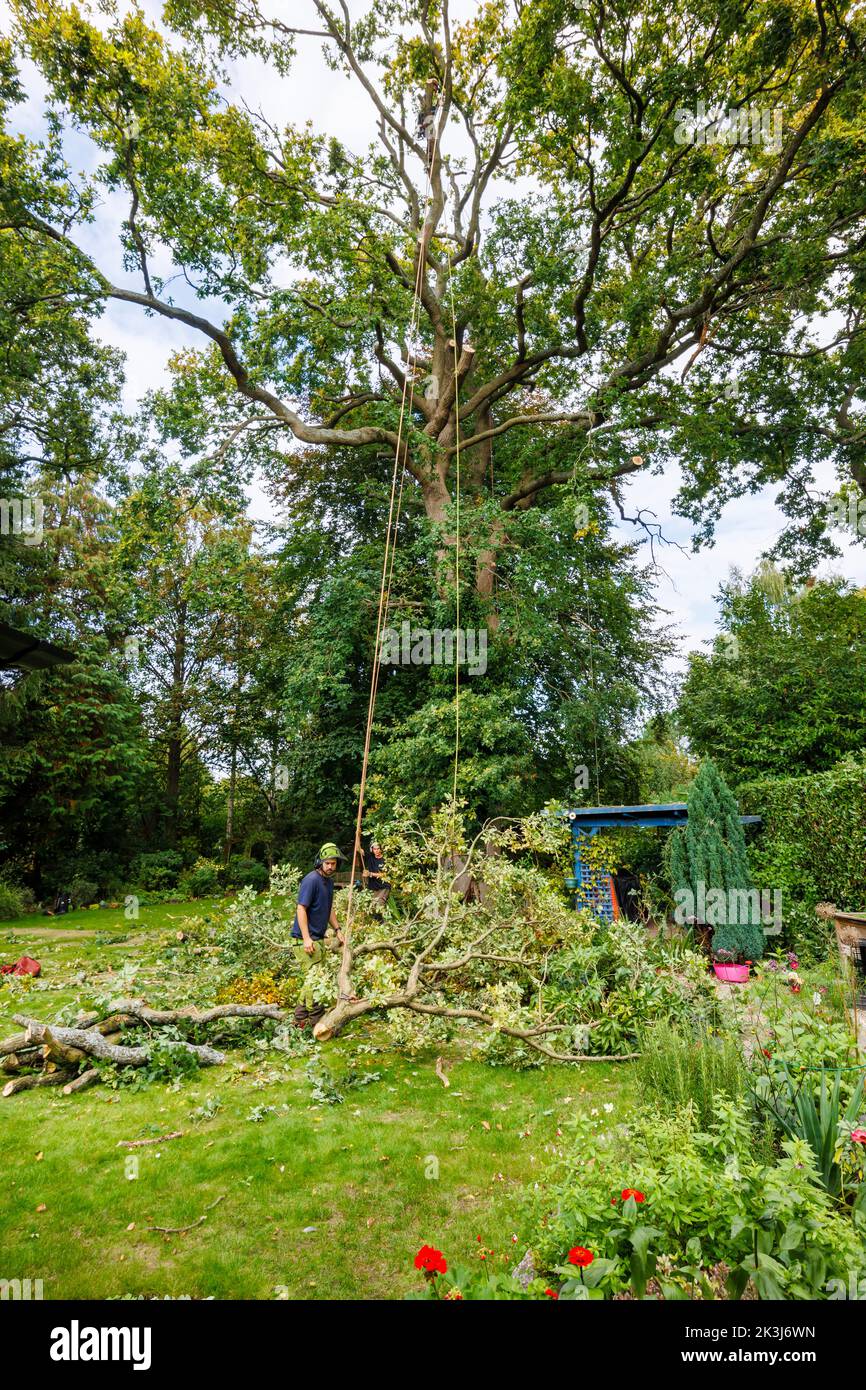 Large branches from an oak tree (Quercus robur) being undergoing crown reduction by a tree surgeon in a garden in Surrey, south-east England Stock Photo