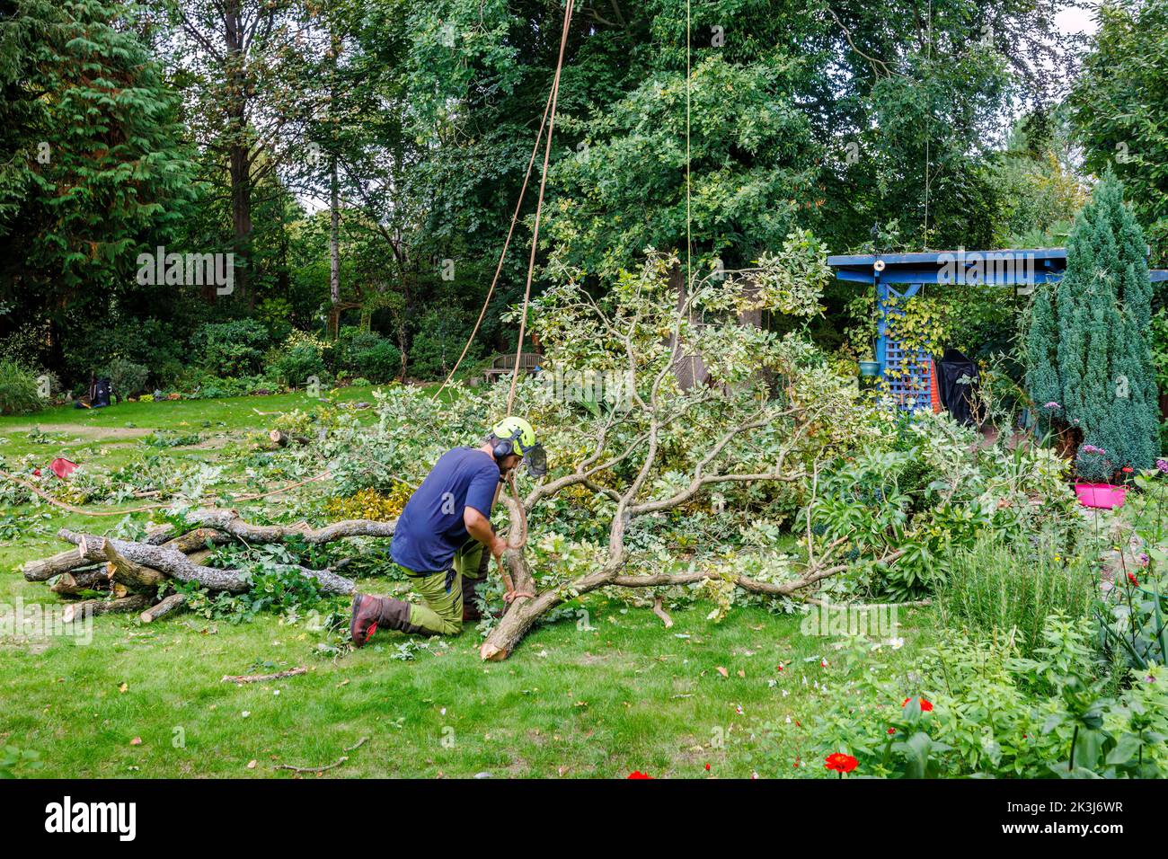 Large branches from an oak tree (Quercus robur) being undergoing crown