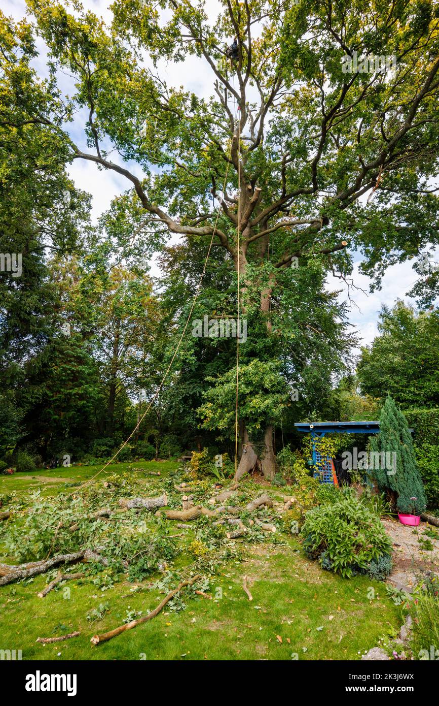 Large branches from an oak tree (Quercus robur) being undergoing crown