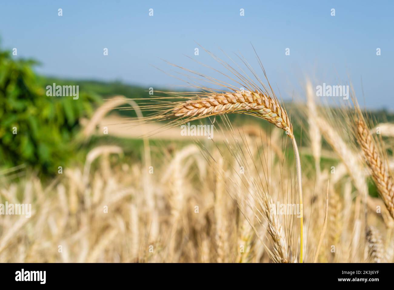 Yellow grain spikes ready for harvest growing in a farm field with beautiful blue sky Stock Photo