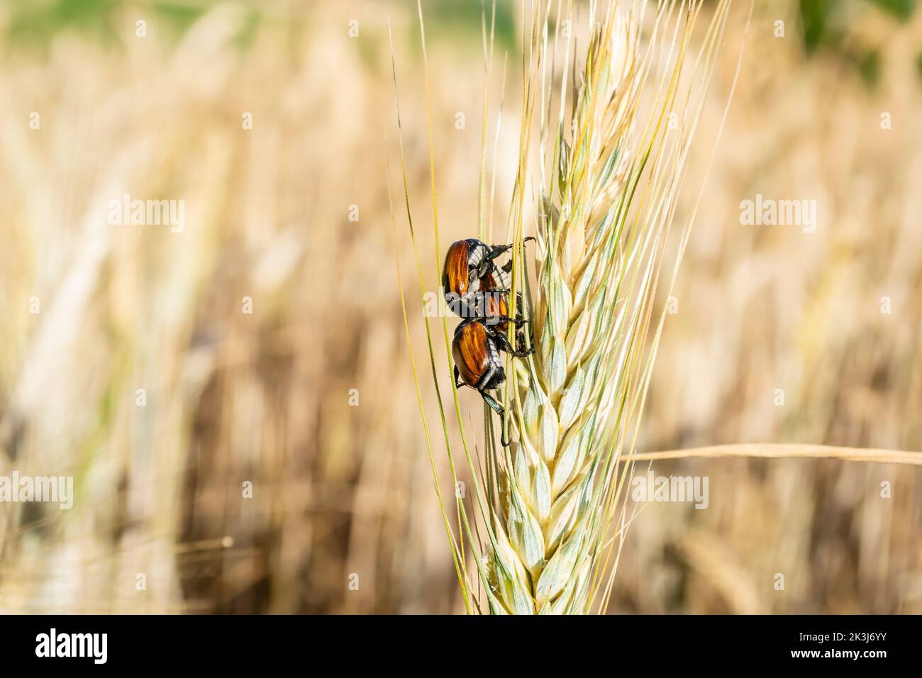 Insect pest of agricultural crops Grain Beetle lat. Anisoplia Austriaca on the wheat ear on background of a wheat field. Stock Photo