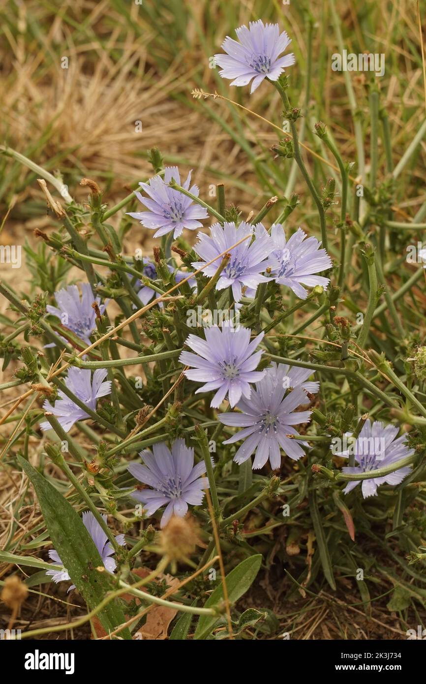 Closeup on a blue blossoming Mediterranean Wild cichory flower, Cichorium intybus in the field Stock Photo