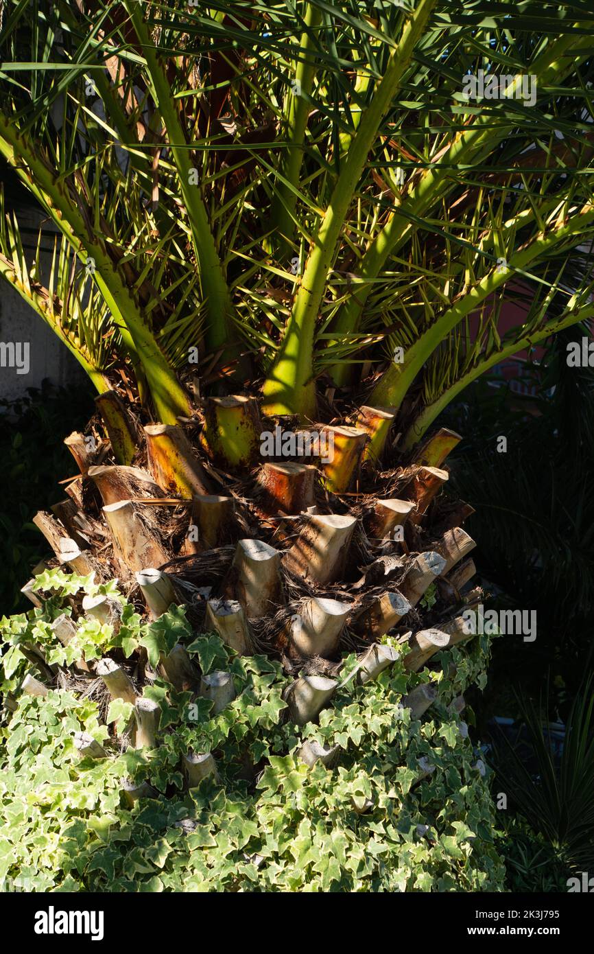 brown palm tree trunk overgrown with green ivy and on top the green fronds Stock Photo