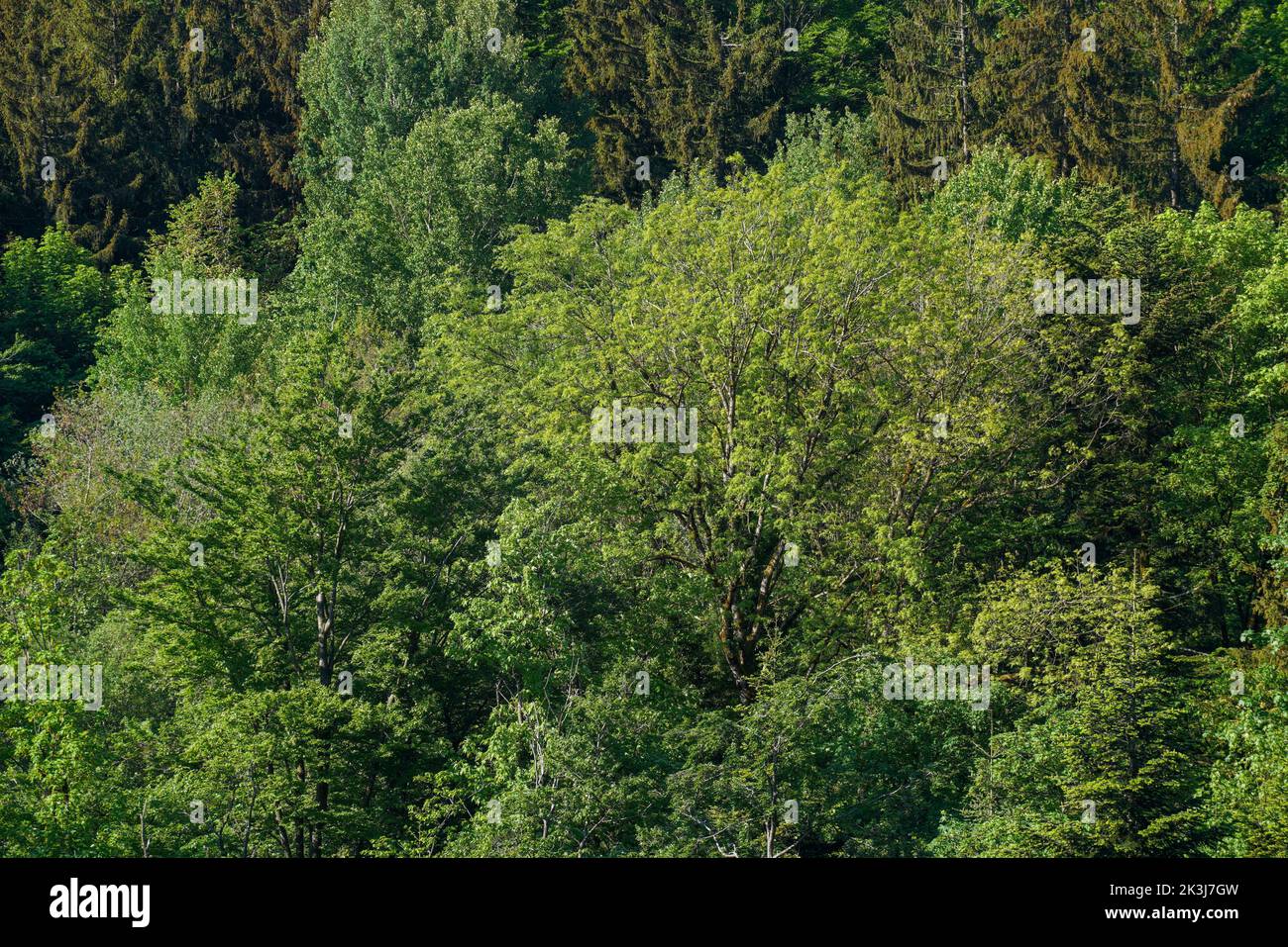 An aerial view of green vegetation trees in the forest Stock Photo