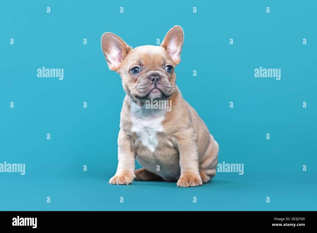 Cute lilac red fawn French Bulldog dog puppy sitting on blue background Stock Photo