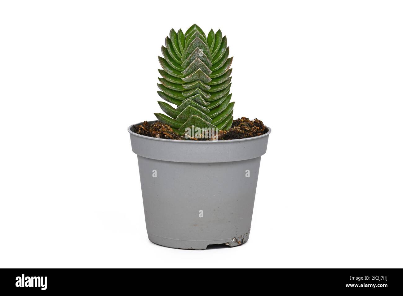 Potted 'Crassula Buddha's Temple' succulent plant on white background Stock Photo