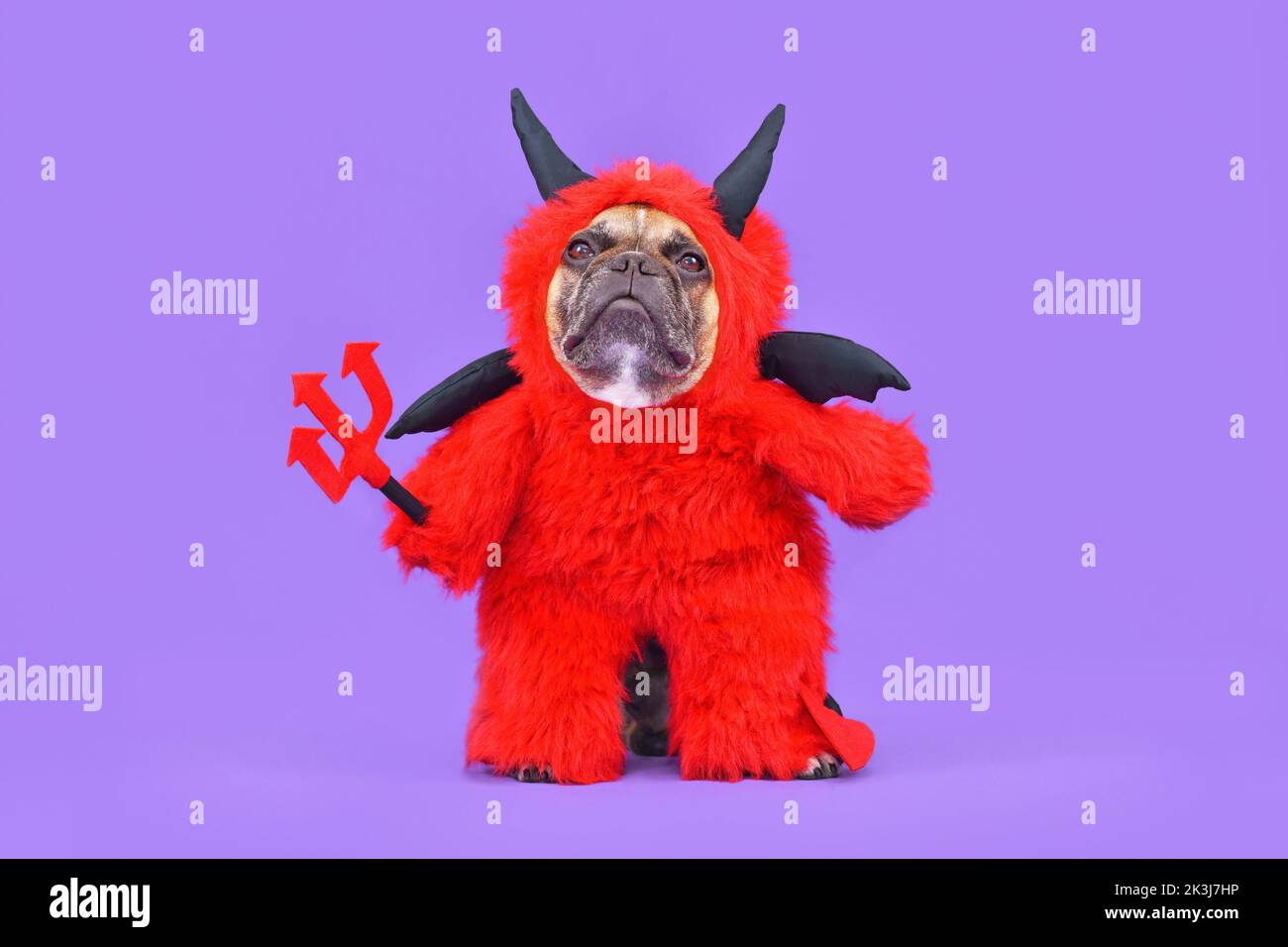 French Bulldog dog with red devil Halloween costume wearing a fluffy full body suit with fake arms holding pitchfork, with devil tail, horns and black Stock Photo