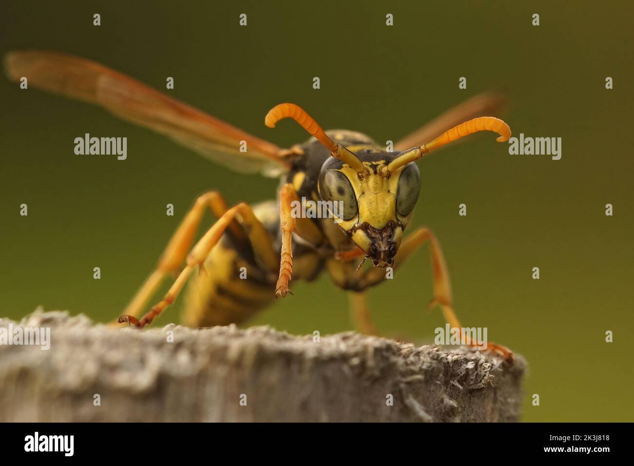 Facial closeup on a French paperwas , yellow jacket, Polistes dominula in the garden Stock Photo