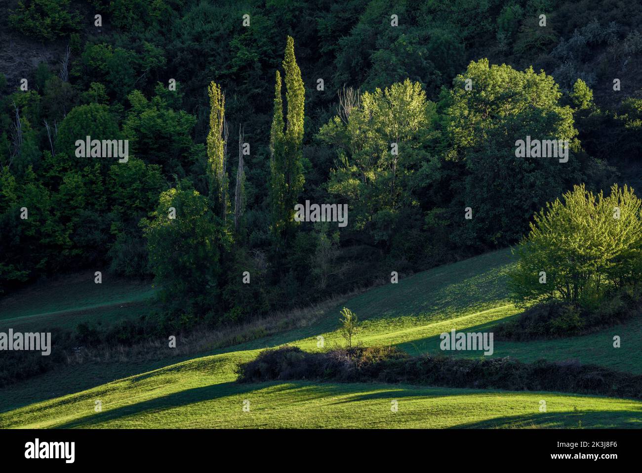 Green fields and poplars in the Coma de Burg valley, seen from Alendo (Pallars Sobirà, Lleida, Catalonia, Spain, Pyrenees) ESP: Campos verdes y chopos Stock Photo