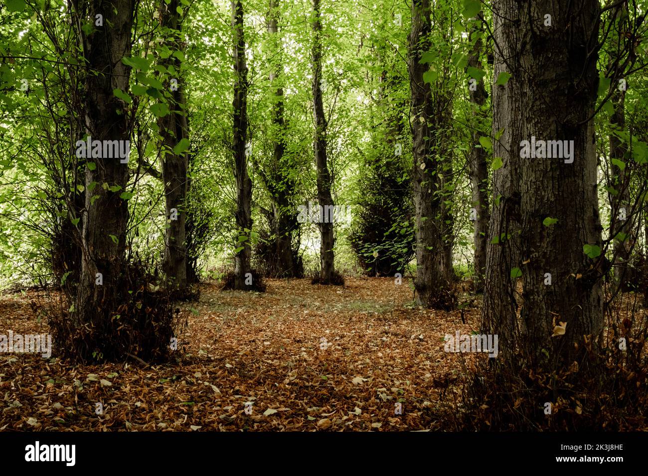 Woodland Trees at the start of Autumn Stock Photo