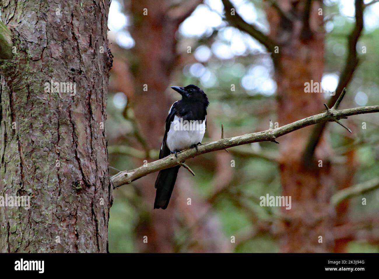 A closeup shot of a black white magpie bird perched on a branch in the Formby Woods, Merseyside Stock Photo