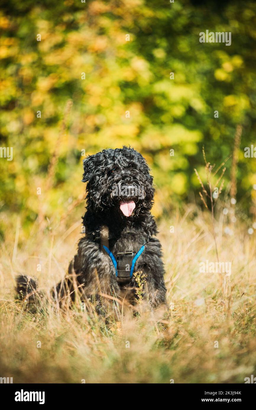 Bouvier des Flandres funny sitting outdoor in dry grass in forest in autumn day. Funny Bouvier des Flandres herding dog breed sitting in dry grass Stock Photo