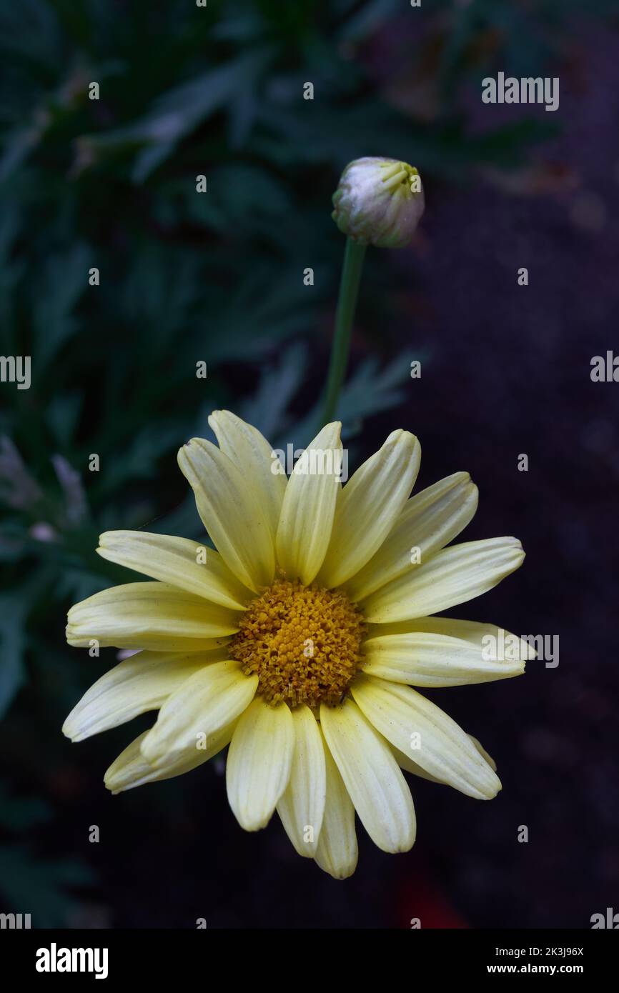 A vertical shot of a white daisy flower on a blurry background Stock Photo