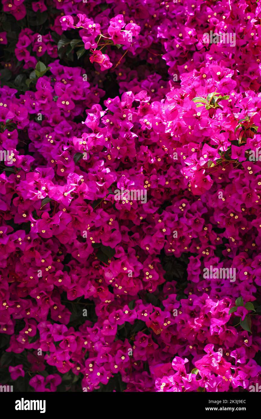 Bright hot pink Bougainvillea flower background. San Francisco