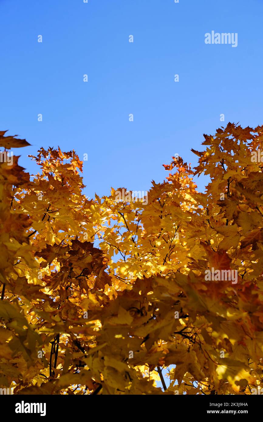 Yellowed autumn maple foliage against blue sky Stock Photo - Alamy