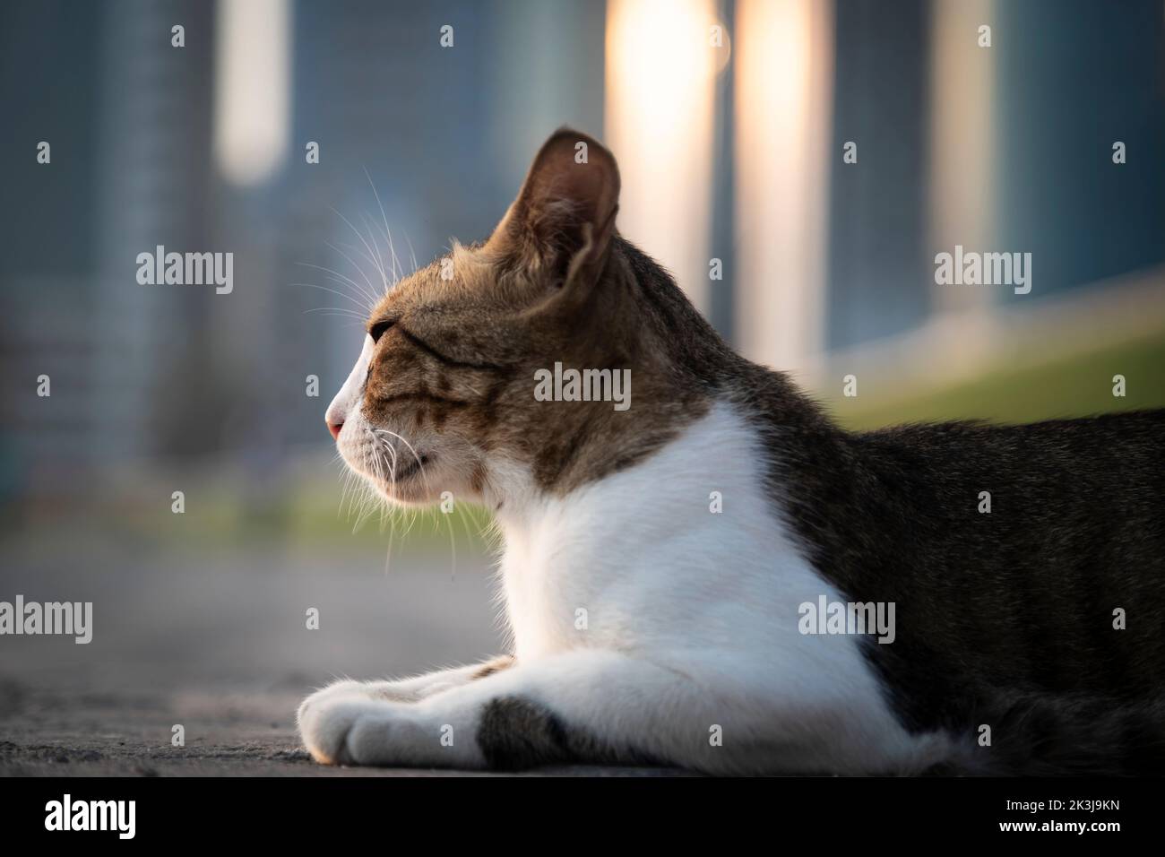 Adorable Calico cat lying on the street Stock Photo
