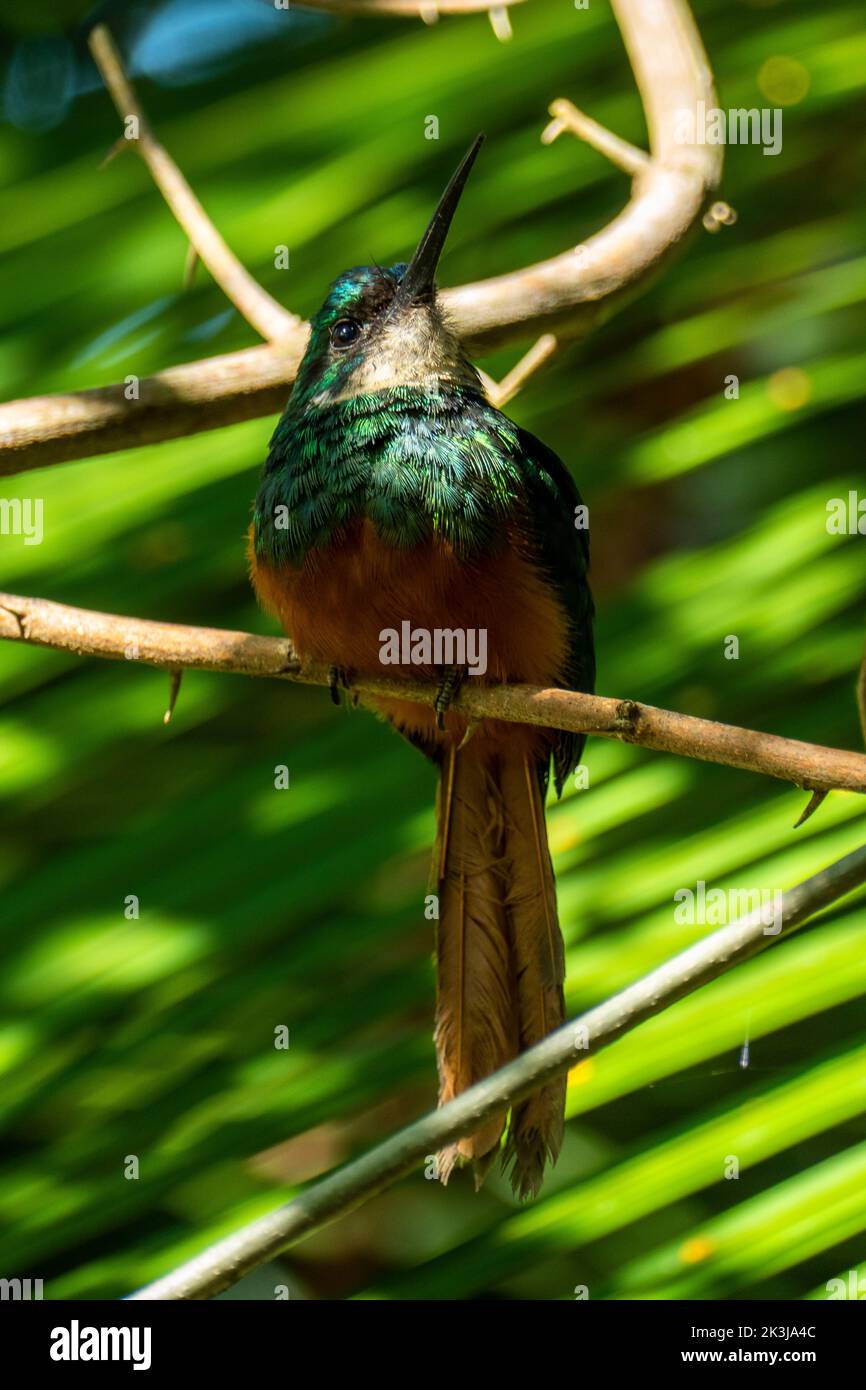 The rufous-tailed jacamar (Galbula ruficauda) is a near-passerine bird which breeds in the tropical New World in Brazil Stock Photo