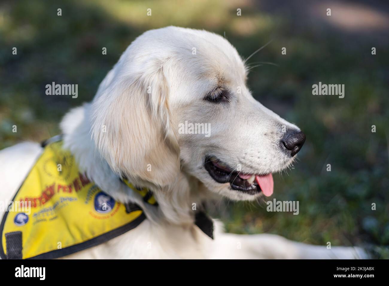 Young service dog (assistance dog) laying in the grass in its vest. Cream colored golden retriever with its tongue hanging out. Stock Photo
