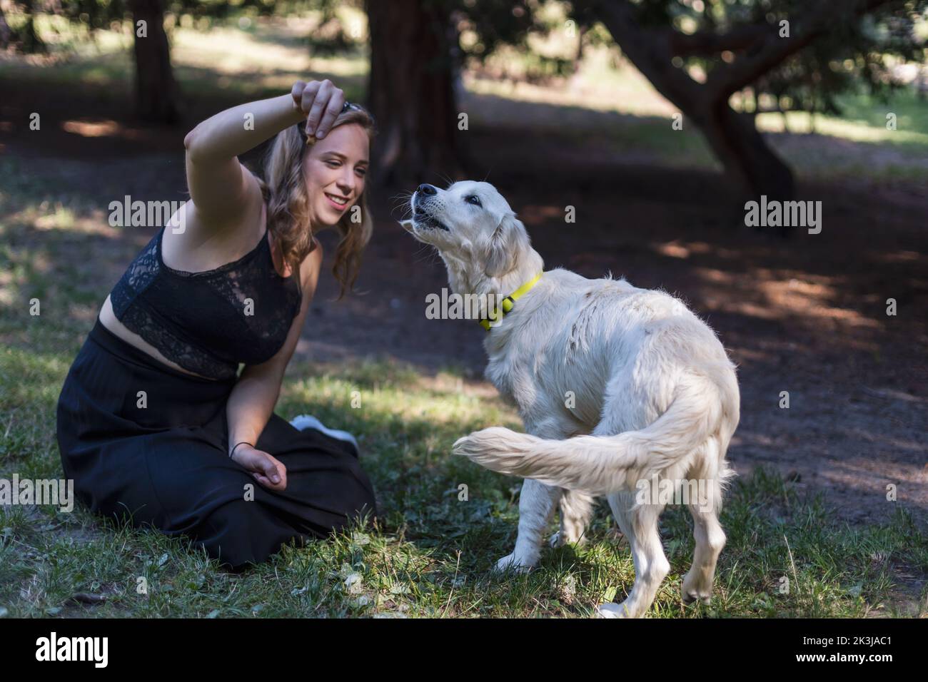 Young woman playing with a golden retriever dog in the park. Cream ...