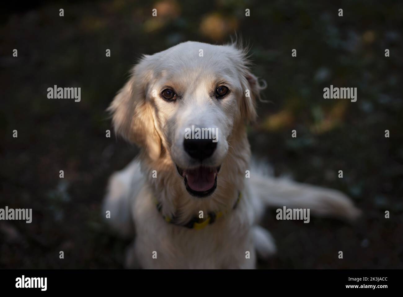 Golden Retriever portrait. Young cream colored dog looking interested in the camera. Stock Photo