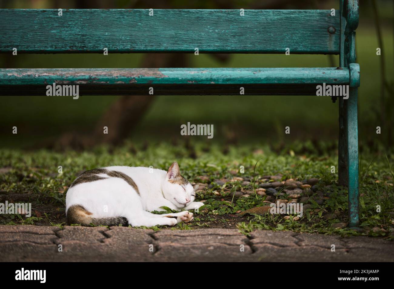 Cute lost cat sleeping under green bench in public park. Stock Photo